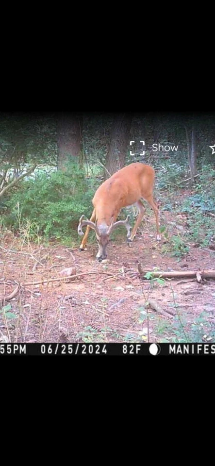 Atrayente mineral de ciervo "Melaza Caramelo" Premium 20 lb, 2 galones  Foto 3 de 4