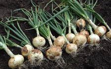 White Sweet Spanish Onion Seeds, NON-GMO, Heirloom, Variety Sizes, FREE SHIPPING