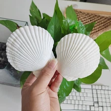 16PCS Sea Shells for Crafts 2.7"~3.5" White Baking Scallop Shells, for Crafts...