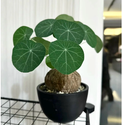 #ad Live Plant Stephania cepharantha bulb plant “Lucky ‘Turtle Bare Root $9.90