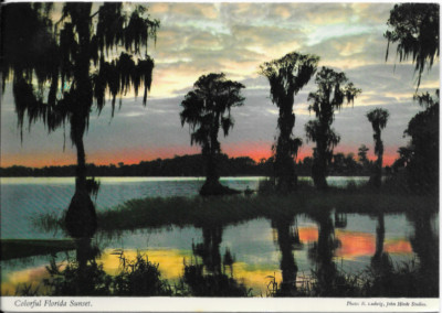 COLORFUL FLORIDA SUNSET, VINTAGE POSTCARD POSTED 1K87 CYPRESS TREES