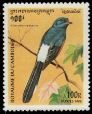 CAMBODIA 1514 - White-rumped Shama "Kittacinela malabarica" (pb33011)