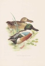 Löffelente Anas Clypeata Anatre Stampa a Colori Di 1976 Breitschnabel