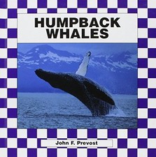 Humpback Whales - VERY GOOD