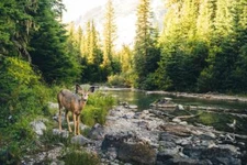 Laminated Lone Deer In Montana Forest Along Flowing Stream Nature Photograph Sig