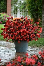 Begonia Megawatt Red - Brz Leaf    100 seeds