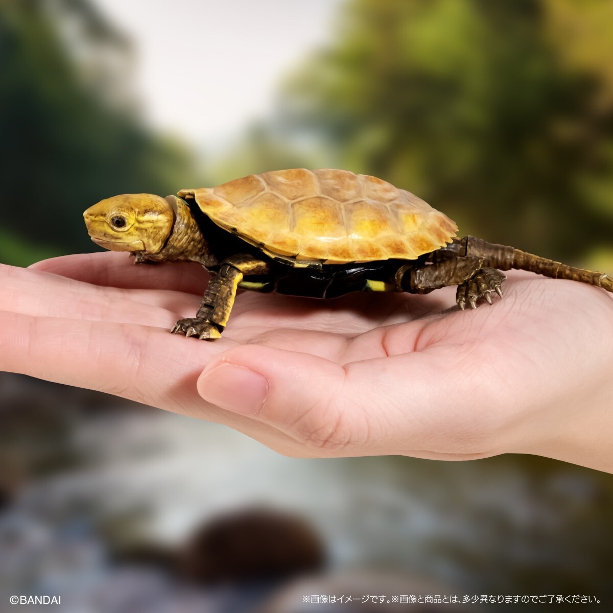 標本用品 Taiwan Dytiscoidae sp.38mm 標本用品 Taiwan Dytiscoidae sp.38mm 標本用品 Taiwan Dytiscoidae sp