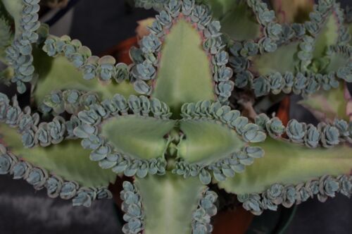 Brutblatt Kalanchoe daigremontiana Bryophyllum d. Goethepflanze 15 Brutpflanzen