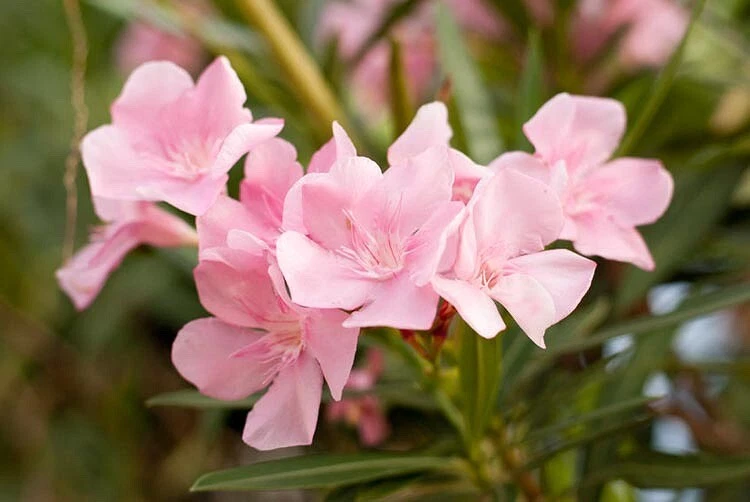 Nerium Oleander Soft Pink Beauty seeds pkt of 50 Soft Pink - Image 2 of 4
