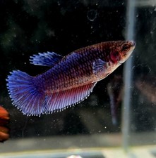 Live Betta fish HM Female 055