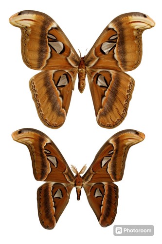 Insect Butterfly Moth Saturniidae Massive Attacus Atlas Moth Pair!