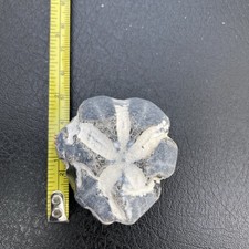 Fossil flint echinoid sea urchin Micraster, cretaceous chalk fossil E Sussex UK