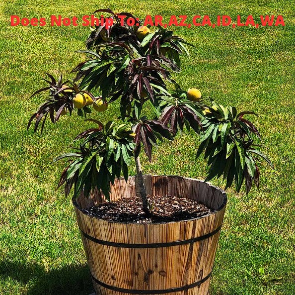 Bonfire Patio Peach Tree Live Plant Prunus Persica Outdoor Fruiting 13 Ft Tall eBay