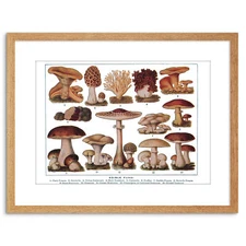 Edible Fungi Mushrooms Scientific Plant 30X40Cm Framed Art Print 9x7 Inch