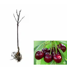 3 Ft. Lapins Cherry Semi Dwarf Tree with Abundant Self