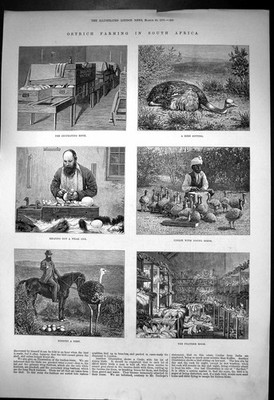 Alter Druck Straußenzucht Südafrika Brutstube Federzimmer 1878 19.