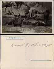 Postcard Stellingen-Hamburg Zoo Hagenbeck Nordland Robben 1932