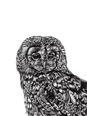 Tawny Owl Kunstdruck Eule Lucy Francis 30 x 40 cm
