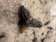 Shark Tooth Venice Florida Bull Shark No Repairs