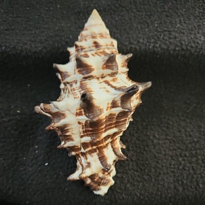 VASUM CERAMICUM seashell PHILIPPINES 113mm - HUGE SHELL! | eBay