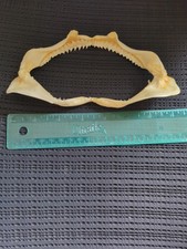 Vintage Authentic Shark Jaw Taxidermy 7&rdquo; Wide x 3&rdquo; High Teeth