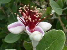 Pineapple Guava Tree Seeds Yellow Fruit