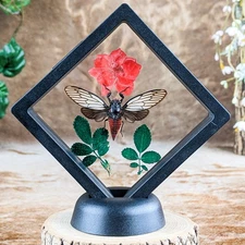 RED DEVIL floating Display curiosity gift Entomology Taxidermy Cicada gift decor