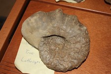 Ceratit, Ceratites nodosus, Trias, Muschelkalk, Lothringen  (921)