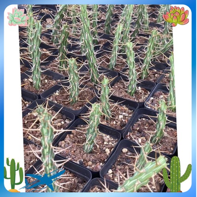 #ad #ad Raresucculent Plant Euphorbia Kalisana selfroot Garden Décor high 8CM $57.99