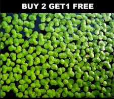1000 duckweed indoor grown live tank organic aquarium BUY2GET1 FREE