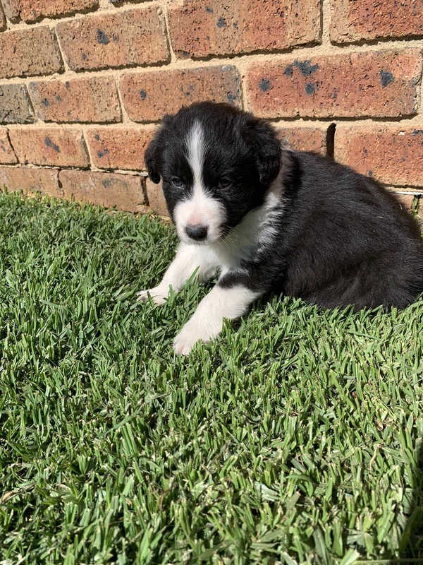Border Collie Pups For Sale Dogs Puppies Gumtree Australia Wollondilly Area Silverdale 1255857045