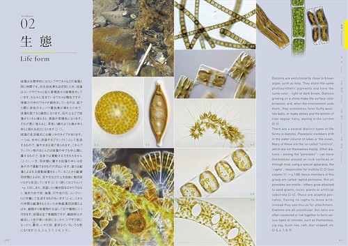 The Amazing World of Diatoms English Japanese Bilingual Photo Book 2020 - Picture 14 of 15