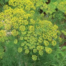 Mammoth Dill Seeds  Heirloom  Free Shipping  Herb Seeds  Seed Store  1145