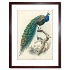 Animal Peacock Bird Scientific Pavo Cristatus Framed Art Print 9x7 Inch