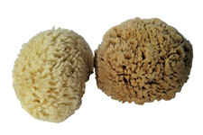 Natural Sea Sponge Pair 3 1/2 Inches x 5 1/2 Inches, 7 Inches x 3 1/2 Inches