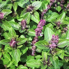 Persian Basil (Reyhan) Seeds - For 2025 Planting Middle Eastern Herb Garden Pot