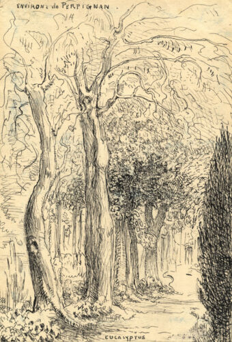 G. Cervelli, Eucalyptus Trees, Perpignan, France – 1910s pen & ink drawing - Picture 1 of 4