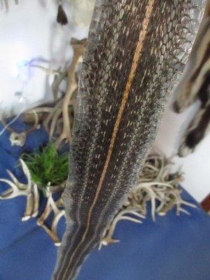 garter snake skin garden snake hide DRY TANNED wrap pen blanks 36 in. B9