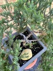 San Jose Juniper Bonsai Thick Twisted Trunk — photo 6