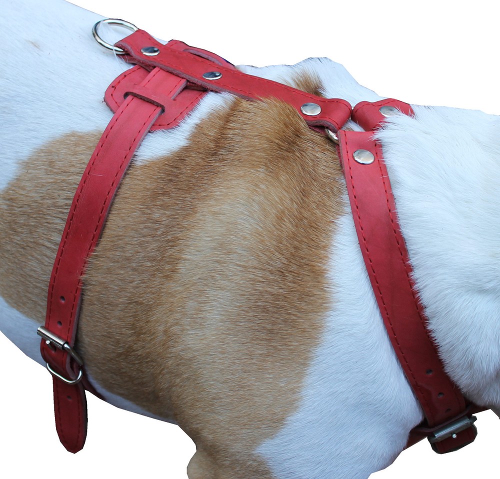 Dog Harness 29"-37" chest Genuine Leather German Shepherd Doberman