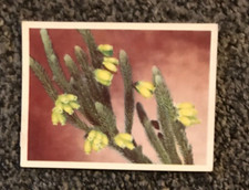 Tobacco Card, UTC, OUR SOUTH AFRICAN FLORA, 1940, Erica Foliacea, #63