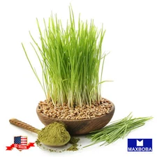 Barley Whole (Organic) Grass Seeds Non-GMO