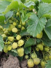 12x strawberry plants, send barerooted