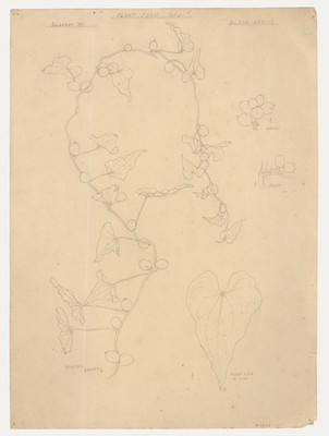 William Henry Ladd - Early 20th Century Graphite Drawing, Black Bryony