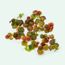 Red Root Floater Live Aquarium Plant Floating Freshwater Plant