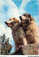 AILP8-0727 - CHIEN - Pyrénées Dogs
