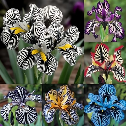 About 100pcs/pack Striped Orchid Seeds For Home Garden Courtyard Decor
