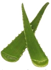 Fresh Aloe Vera Leaves- Large Mature Organic Aloe- Cut to Order Farm Grown