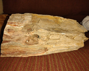 Large Petrified Wood Fossil Log Section Rough Specimen Chunk from Central Texas