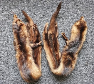 Pair Of Vintage Mink Fur Pelts Taxidermy